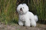 BICHON FRISE 320